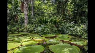 How to Survive the Most Dangerous Animals of the Amazon