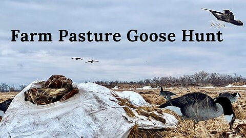 SPRING Canada Goose Hunting In a Pasture