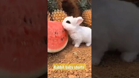 Rabbit short video| #rabbitbabies #youtubefeeds