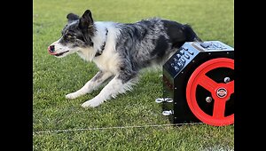 Dogs Having Fun With A Lure Machine! 🐶