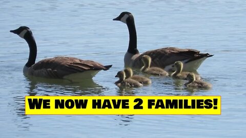 Wildlife collection-A Nesting Platform Update and TWO New Families of Geese!