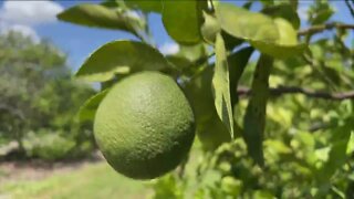 Florida’s citrus crop forecast is the lowest in nearly 100 years