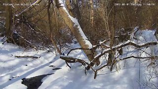 Blue jay taking a bath during the winter