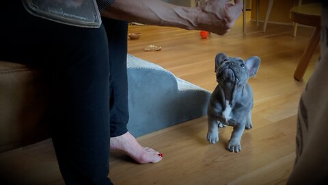 Ladybug Showing Her Sitting Skills to Turbeau and Fuzzenballen