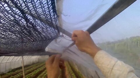 蔬菜大棚拉遮阳网，做农民真的很辛苦，天亮干到天黑