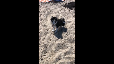 Pomsky First Day At The Beach.