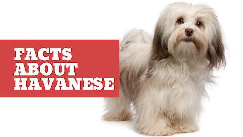 Havanese - 10 Important Facts You Should Know About Havanese - Havanese Dog Breed