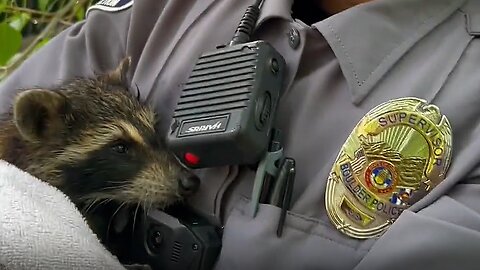 Boulder Police Rescue Family of Raccoons After Flood