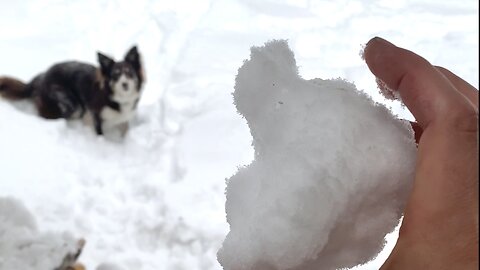 Dog Tries To Fetch Snowball Thrown In Deep Snow