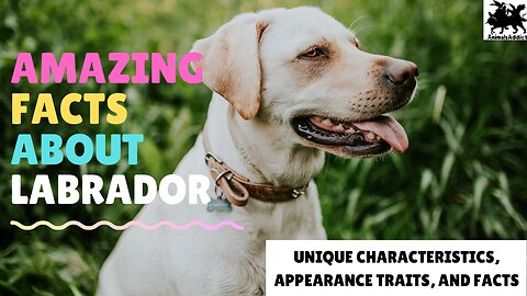 Amazing Facts About Labrador Dogs | Labrador Facts, Traits, Characteristics | Animals Addict