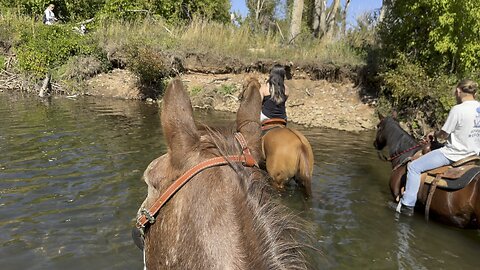 The #MurderousMares do like water