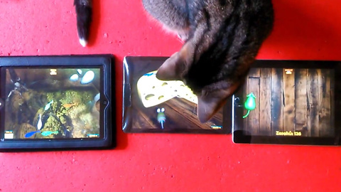 iPad triple screen with our games for cats