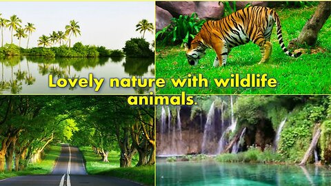 Interesting Africa Wild Animals And Beautiful Landscape