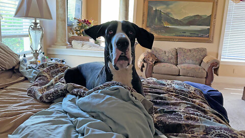 Wet Great Dane loves playing in the bed after a swim