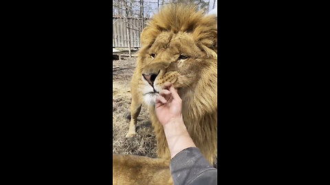 ROAR-SOME BOND: Zookeeper Sticks Fingers In Lion's Mouth To Tease Him