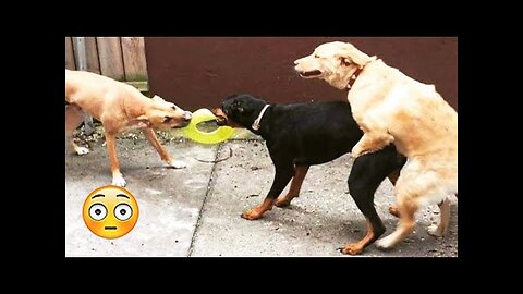 Best Funny Dogs And Cats Videos 😅 - Funniest Animals Videos 2023😇 #6