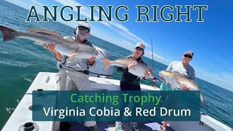 Angling Right: Catching Trophy Virginia Cobia & Red Drum
