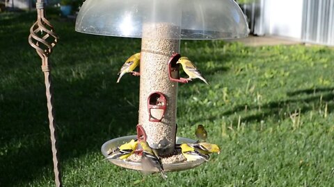 American Goldfinch feeding on sunflower hearts. Goldfinches and House Finches feeding