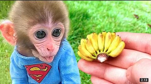 Baby Monkey Eats Jelly Candy And Harvests Bananas For Puppy And Rabbit To Eat