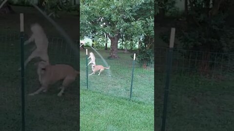 Happy Dogs Chasing Water Hose They Got Jumps