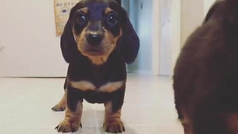 Five Excited Puppies Closely Examine Camera Lens