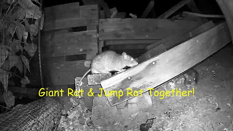 A24 Rat Trap: Tale of 2 Rats: Giant Rat and Jump Rat & the Mysterious 3rd Rat plus 3 Cats!