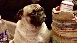 Pug Watches Game Of Thrones