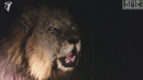Fabulous Lion Roar