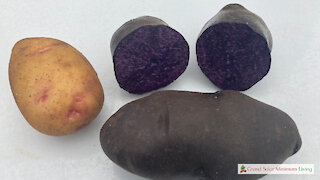 Tracking Results With Different Potato Seed Piece Sizes