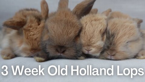 3 Week Old Holland Lops // Size Comparison Between 3 Week & 1 Week Bunnies