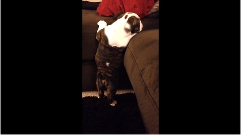 Puppy tries to jump on couch, can't quite reach it