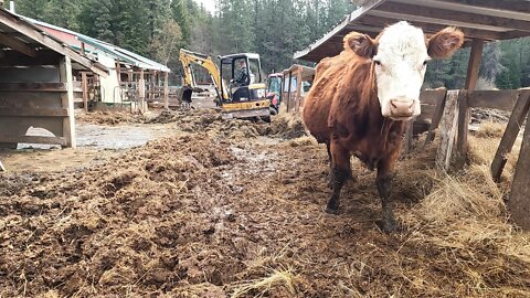 Caterpillar 303 CR - Testing the repair and cleaning up after the cows