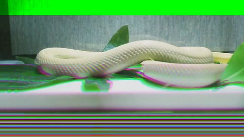 #funny moment snake video EP -37 and my 37 snake content created 24/03/2024