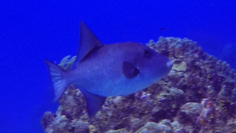 Freaky ocean trigger fish swims without using its tail