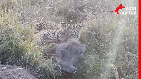 LEÃO ATACA LEOPARDO POR CAUSA DE JAVALI - VIDA ANIMAL