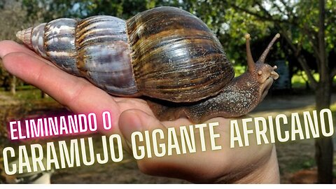 CARAMUJO GIGANTE AFRICANO Achatina fulica