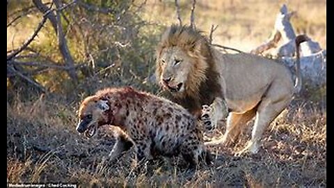 Lions Unleashed: Wild Hyena attacked by Lions