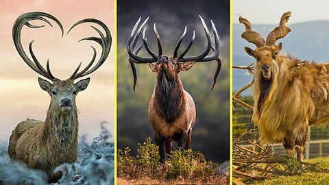 Animals with Most Beautiful Horns | Top 10 |