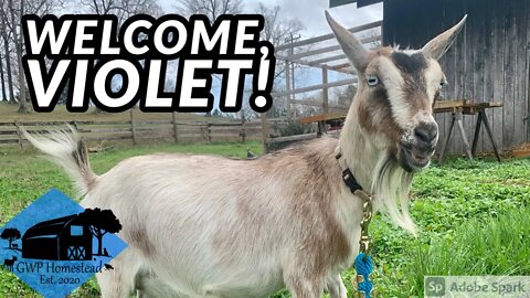 We did it AGAIN! Violet the Nigerian Dwarf Doe Comes to the GWP.