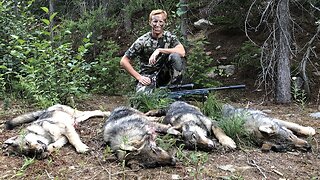 Wolf Hunt!!! 4 Wolves down