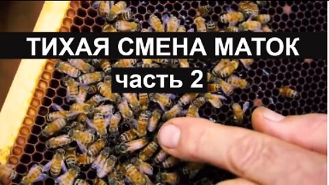 Пасека Apiary #28 Silent replacement of queens part 2 Beekeeping queen rearing