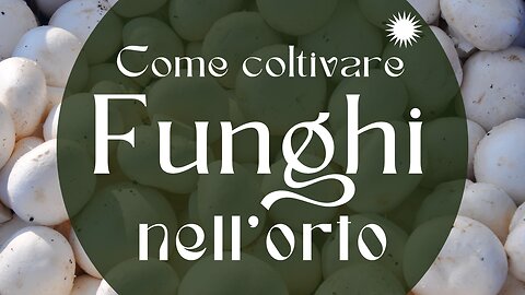 Come coltivare i funghi nel proprio orto