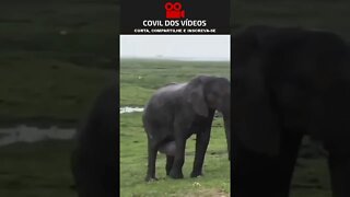 parto de elefante 😮😮😮