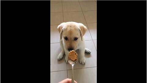 Sweet Lab Puppy Is Confused By Harmless Peanut Butter