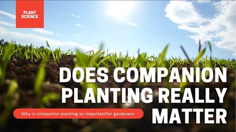 Does Companion Planting In A Vegetable Garden Really Matter? Easy Rules For Companion Planting