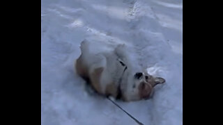 Naughty naughty corgi doesn't want to go home