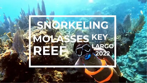 Snorkeling the BEST Reef in The Florida Keys: Molasses Reef Key Largo 4K