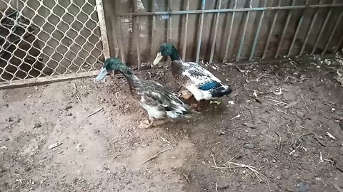 A couple of Indian Runner Ducks, getting ready to go into the big pen with the other Ducks