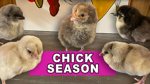 Chick Season Is Here! Baby Chickens Everywhere!