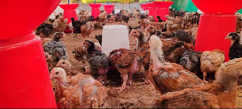Indian poultry farming life #India #Indian #poultry #hen